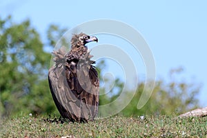 Cinereous vulture Aegypius monachus in wild photo