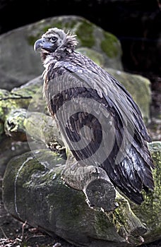 Cinereous vulture 7