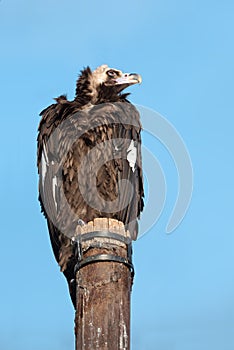A cinereous vulture as large raptorial bird of prey, black vulture, monk vulture sits on stub