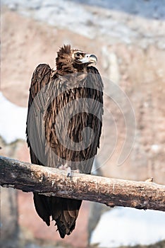 A cinereous vulture as large raptorial bird of prey, black vulture, monk vulture sits on tree