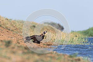 Cinereous vulture. The bird drinks water in the canal of the river, quenches thirst during a drought