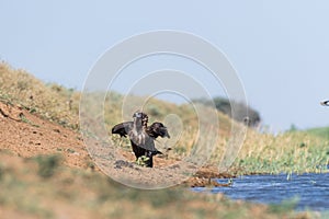 Cinereous vulture. The bird drinks water in the canal of the river, quenches thirst during a drought