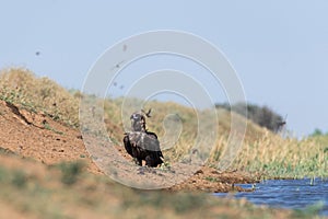 Cinereous vulture. The bird drinks water in the canal of the river, quenches thirst during a drought