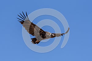 Cinereous vulture. The bird is flying and looking for prey.