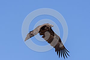 Cinereous vulture. The bird is flying and looking for prey.