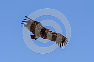 Cinereous vulture. The bird is flying and looking for prey.