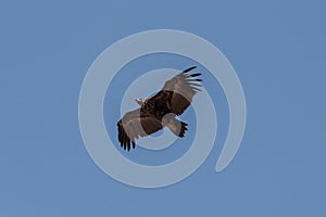 Cinereous vulture. The bird is flying and looking for prey.