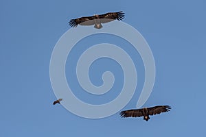 Cinereous vulture. The bird is flying and looking for prey.