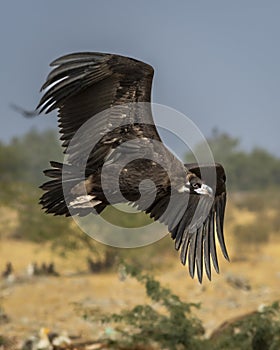 Cinereous vulture or black vulture or monk vulture or aegypius monachus closeup in flight or flying with full wingspan at dumping