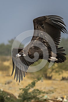 Cinereous vulture or black vulture or monk vulture or aegypius monachus closeup in flight or flying with full wingspan at dumping