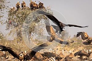 Cinereous vulture or black or monk vulture closeup flying with wingspan at Jorbeer Conservation Reserve bikaner rajasthan india