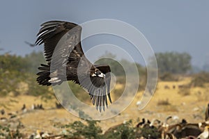 Cinereous vulture or black vulture or monk vulture or aegypius monachus closeup in flight or flying with full wingspan at dumping