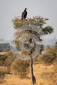 Cinereous vulture or black vulture or monk vulture or aegypius monachus on top of tree at Jorbeer Conservation Reserve bikaner