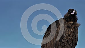 Cinereous Vulture with blue sky.
