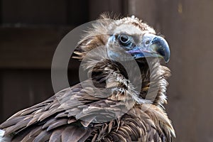 Cinereous vulture or Eurasian black vulture, Aegypius monachus