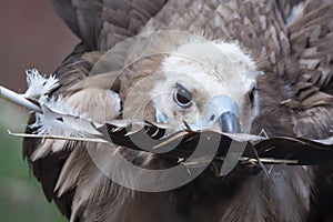 Cinereous vulture with feather