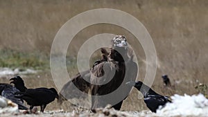 Cinereous vulture looking around