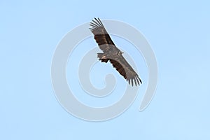 Cinereous vulture over the Sierra de San Pedro, Spain