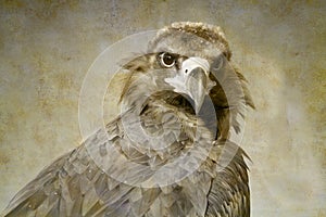 Cinereous Vulture portrait