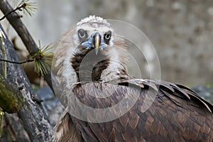 Cinereous vulture raptorial bird, black vulture, a large bird of photo