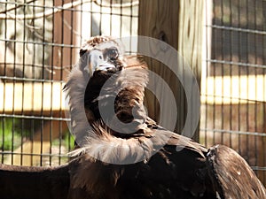 Cinereous Vulture in zoo enclosure