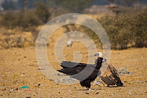 Cinereous vultureAegypius monachus closeup at Jorbeer Conservation Reserve, bikaner