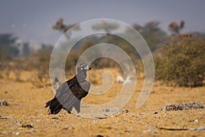 Cinereous vultureAegypius monachus closeup at Jorbeer Conservation Reserve, bikaner