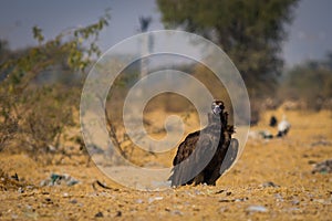 Cinereous vultureAegypius monachus closeup at Jorbeer Conservation Reserve, bikaner