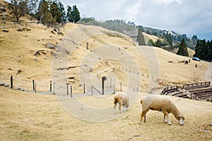 Cingjing farm in Nantou Taiwan