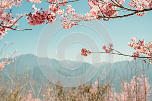 Cingjing Farm with spring cherry blossoms in Nantou county, Taiwan