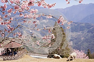 Cingjing Farm with spring cherry blossoms and sheep in Nantou county, Taiwan