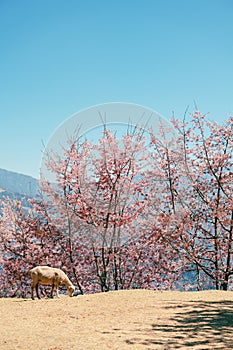 Cingjing Farm with spring cherry blossoms and sheep in Nantou county, Taiwan