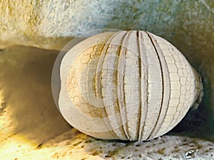 An Cingulata, armadillo curled into a ball lies under a rock