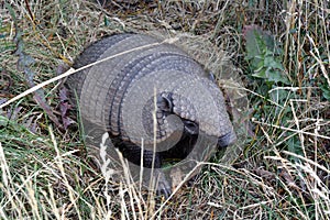 Cingulata (armadillo) in Torres del Pine park