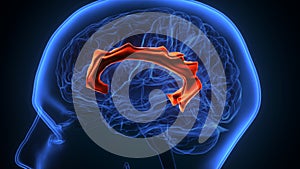 3d illustration of human brain cingulate gyrus anatomy photo