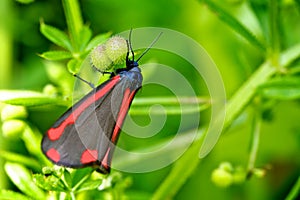 Cinnabar Moth