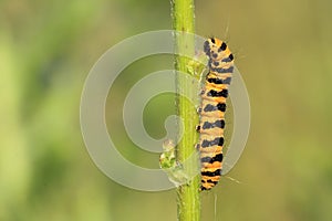 Cinnabar moth catepillar