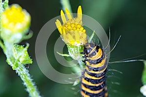 Cinnabar Moth Caterpillar (Tyria jacobaeae)eating ragwort flowe