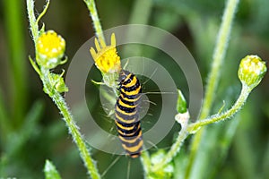 Cinnabar Moth Caterpillar (Tyria jacobaeae)eating ragwort flowe