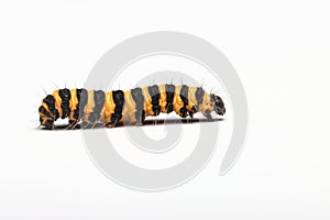 Cinnabar moth caterpillar yellow and black stripes