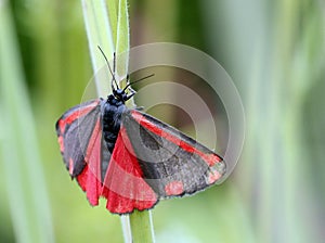 Cinnabar Moth