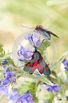 Cinnabar moth Tyria jacobaeae