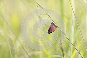 Cinnabar moth (Tyria jacobaeae) photo