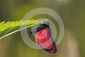 Cinnabar moth (Tyria jacobaeae) photo
