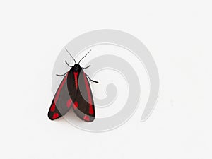 Cinnabar moth on a white background. Copy space.