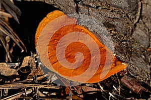 Cinnabar Polypore Closeup