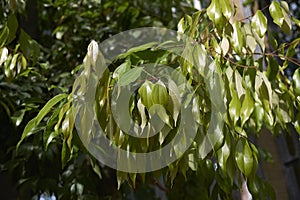 Cinnamomum burmannii fresh foliage