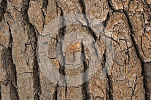 Cinnamomum camphora bark photo