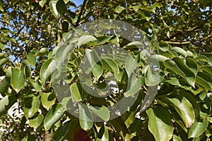 Cinnamomum camphora branch close up