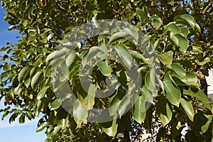 Cinnamomum camphora branch close up